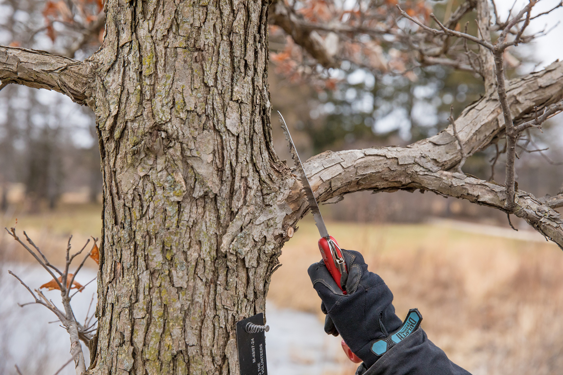 Shrub trimming service example