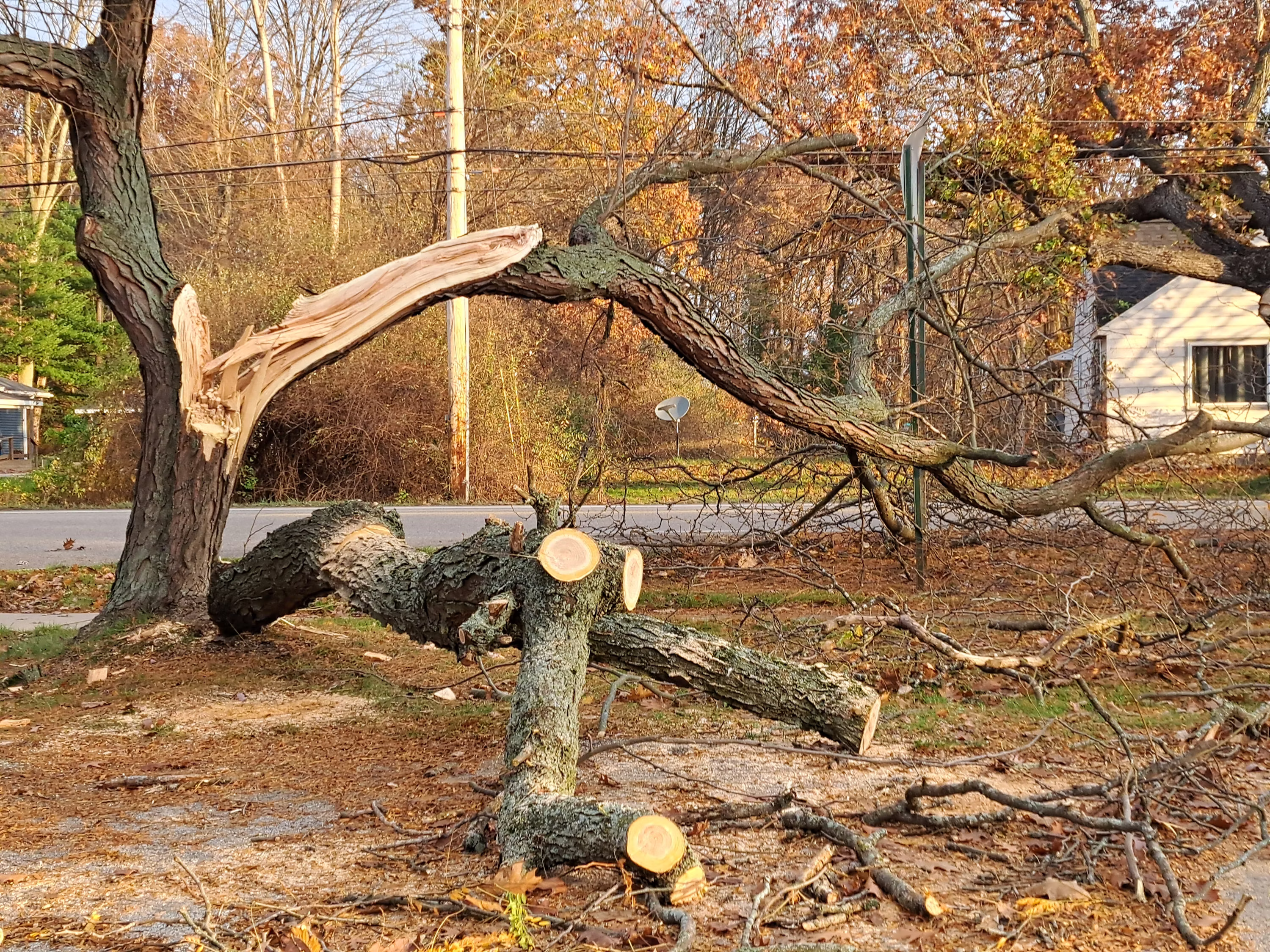 Professional tree removal service