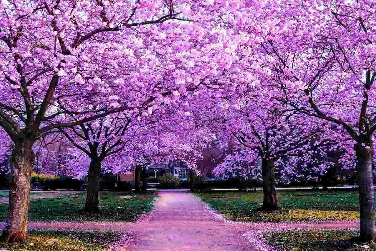 Ornamental tree and shrub pruning and care